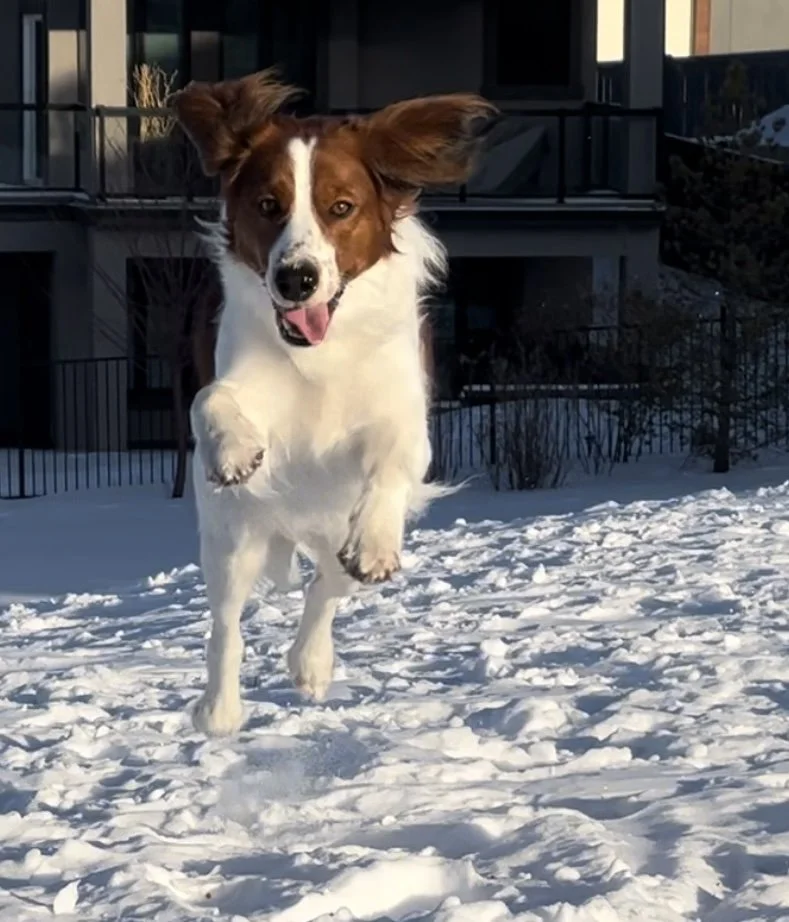 very happy red and white kooikerhondje jumping in the air while running through snow
