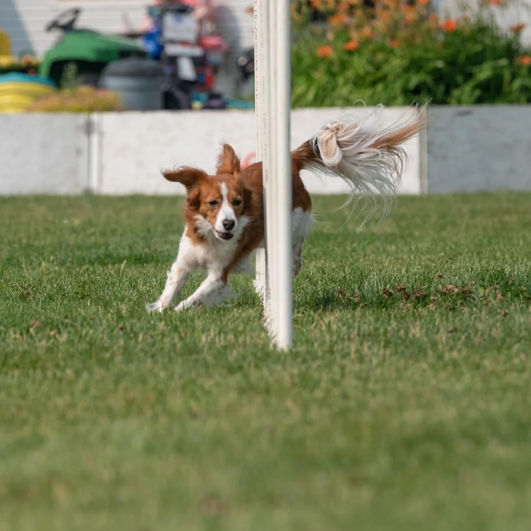 a brown and white kooikerhondje running fast through weave poles while doing agility