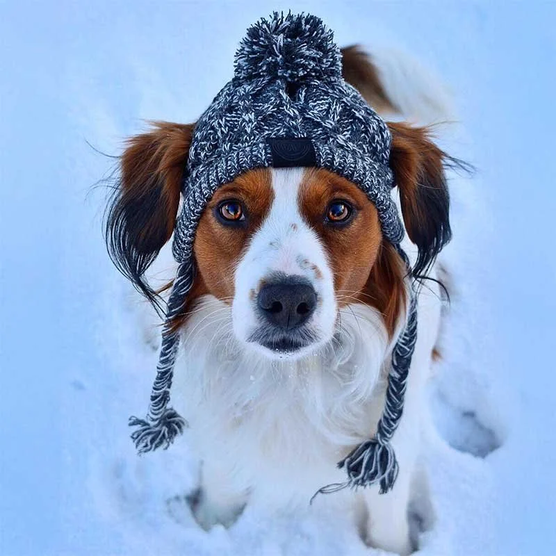 A dog with brown and white fur wearing a winter knit hat with earflaps in a snowy outdoor setting.