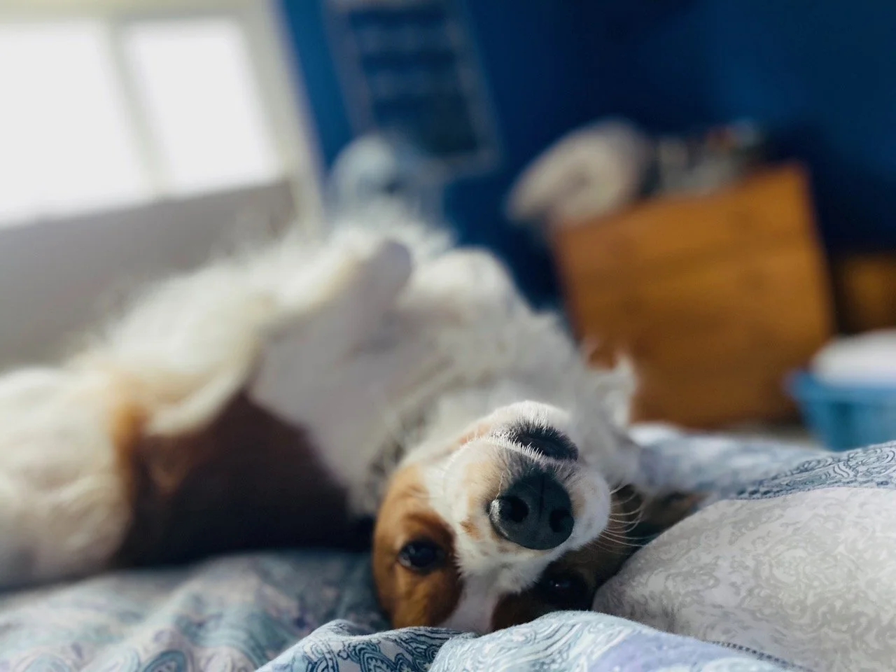 red and white kooikerhondje lying upside down on a bed with a window in the background