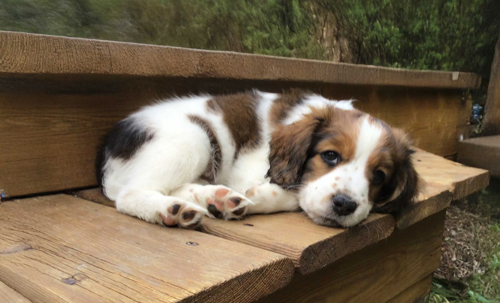 A cute puppy with brown, white, and black fur lying on a wooden bench outdoors, resting its head and gazing at the camera.