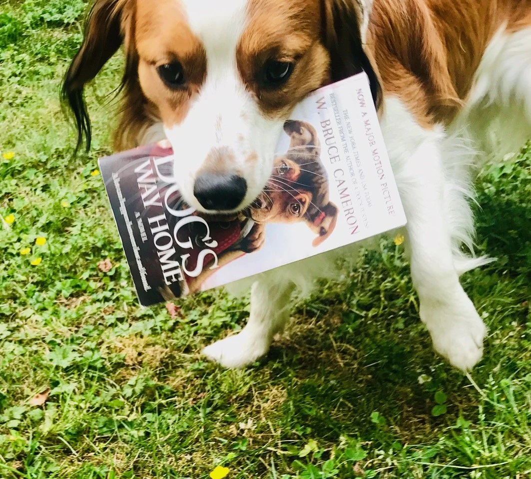 nederlandse kooikerhondje's head shot showing the dog carrying a book in his mouth