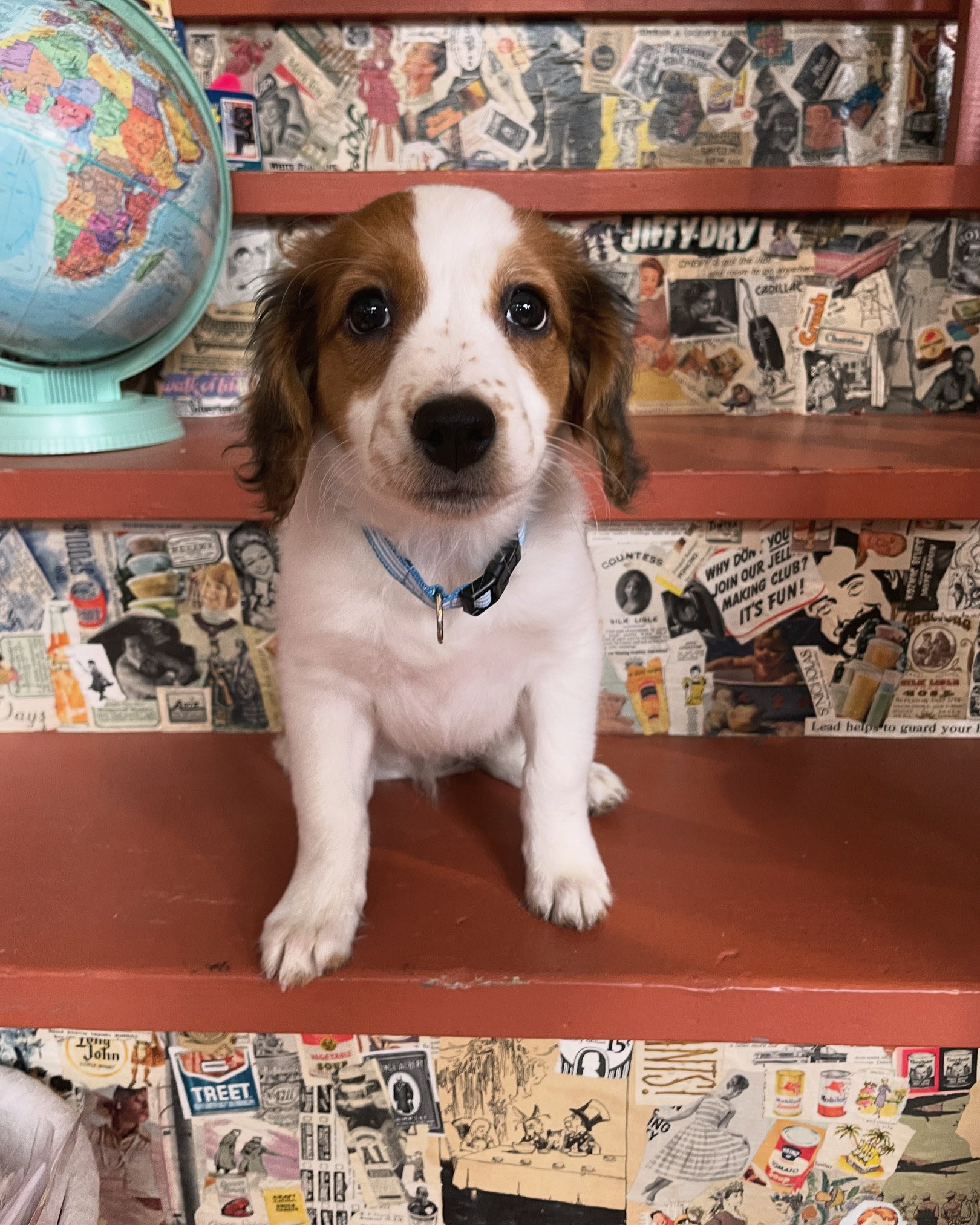 a young red and white kooiker puppy wearing a blue collar sitting on a shelf with a globe behind him