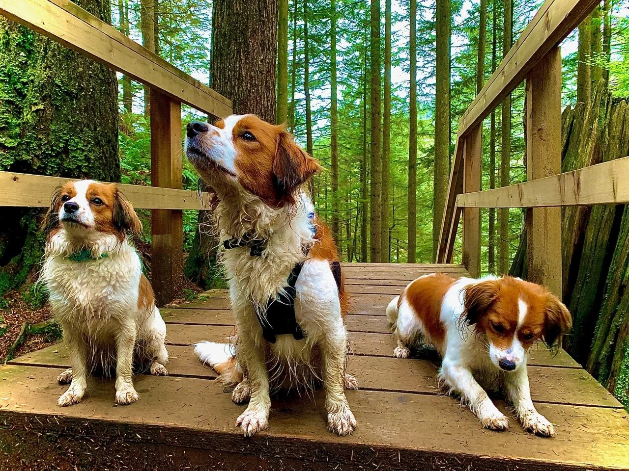 Three red and white kooiker dogs together on a bridge with a forest background dirty like they have been playing in a creek