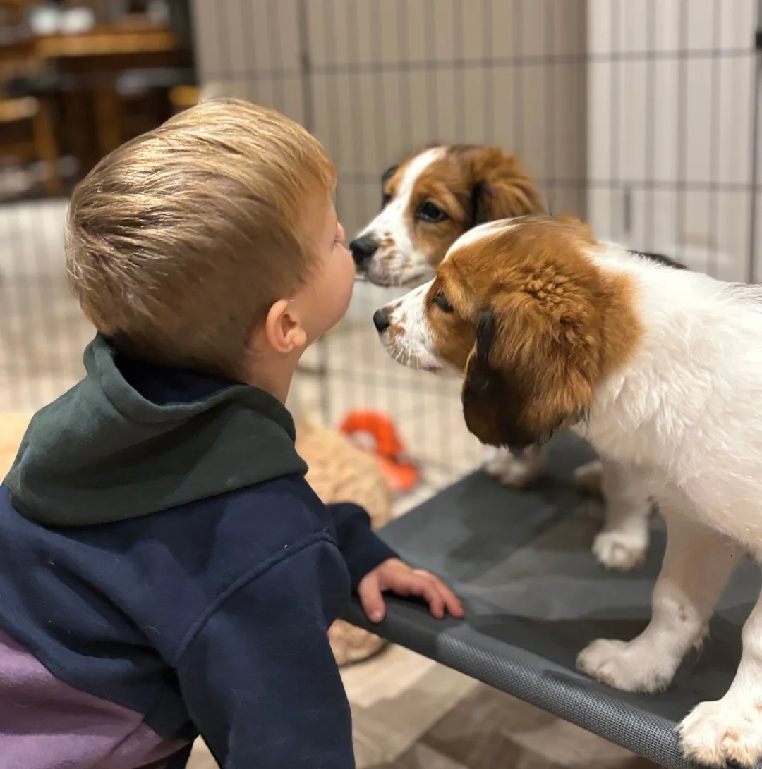 a young boy leans forward to get kisses from two small puppies