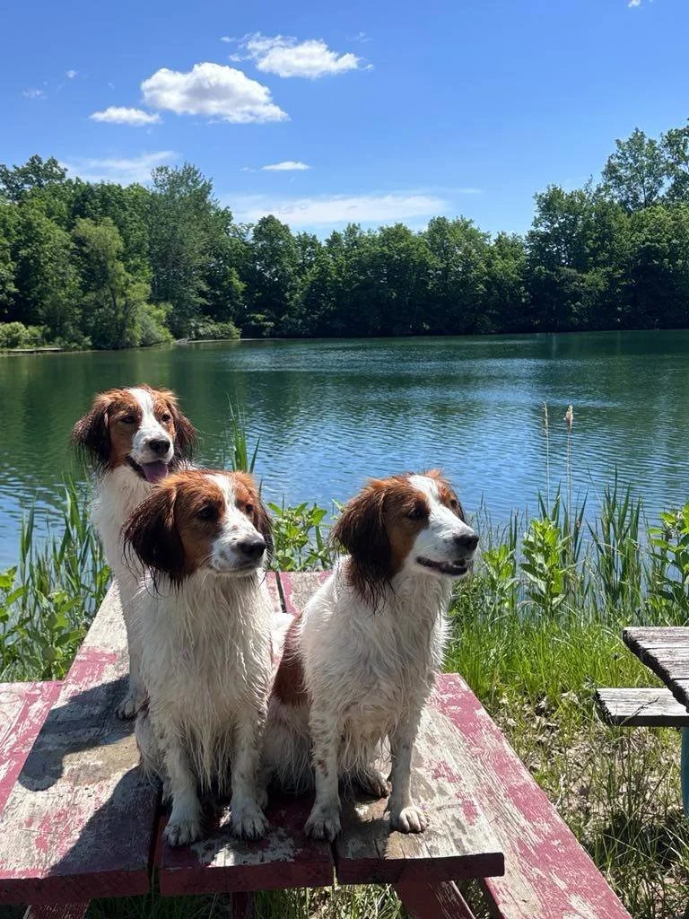 3 red and white Kooikers on a picnic table at the edge of a pond
