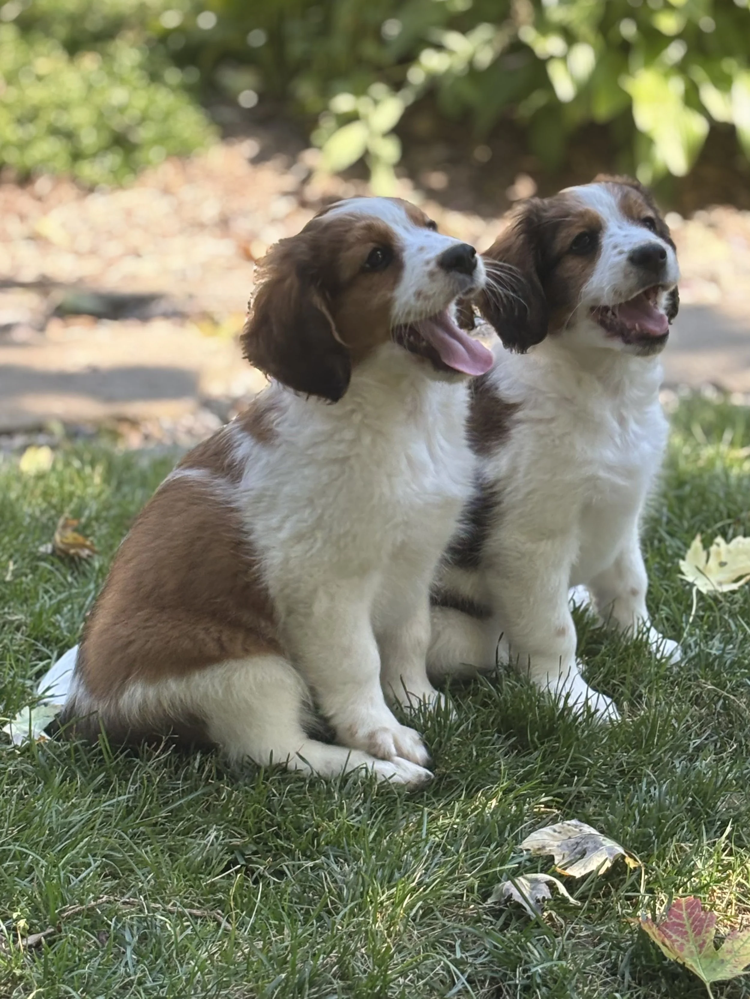 Two adorable brown and white kooikerhondje puppies sitting on grass outdoors, smiling with their mouths open, surrounded by greenery and fallen leaves.