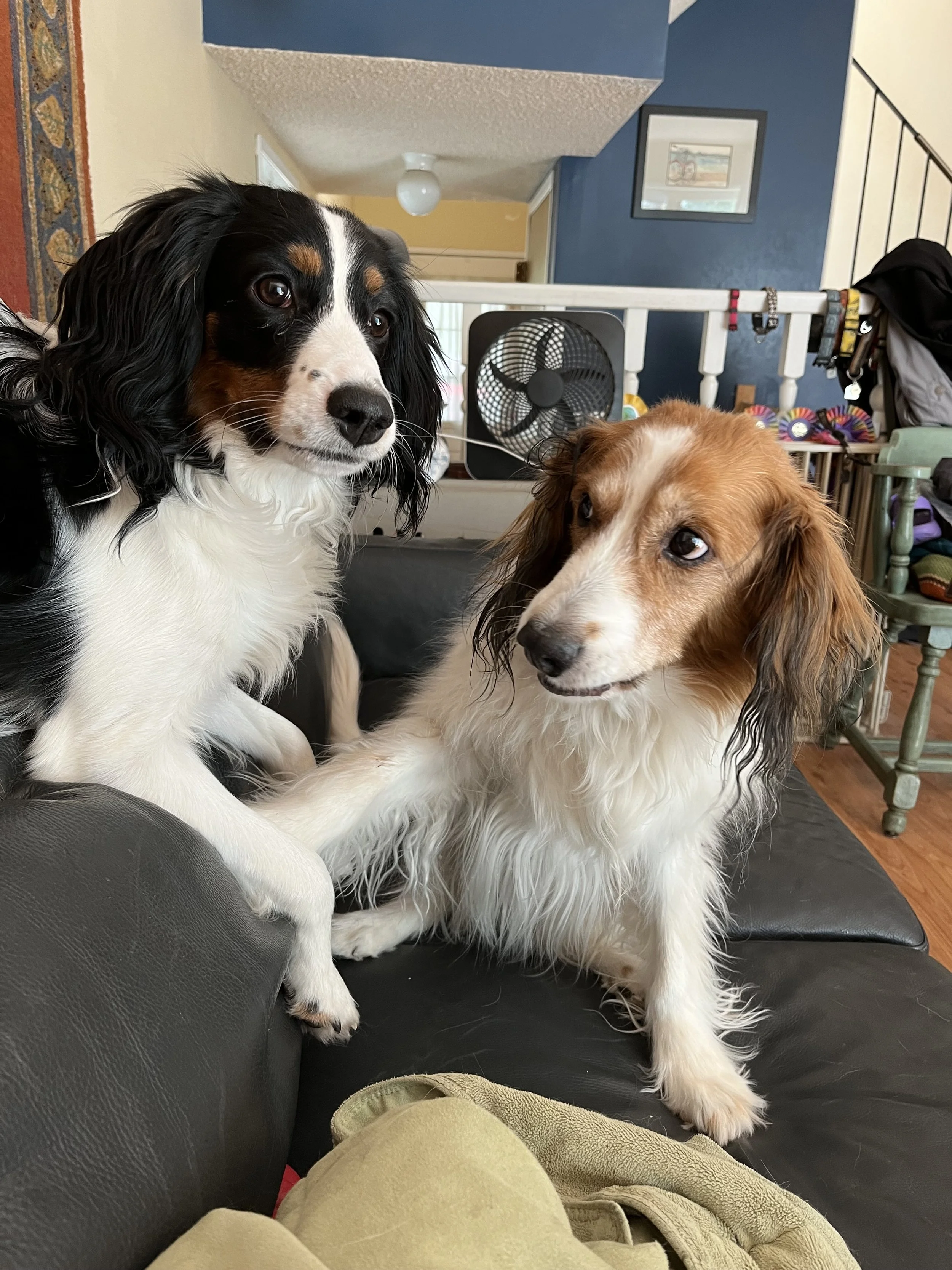 Two Kooikers dogs, one tri and the other red and white, sitting on a black leather couch in a living room. One is giving the side eye to the other