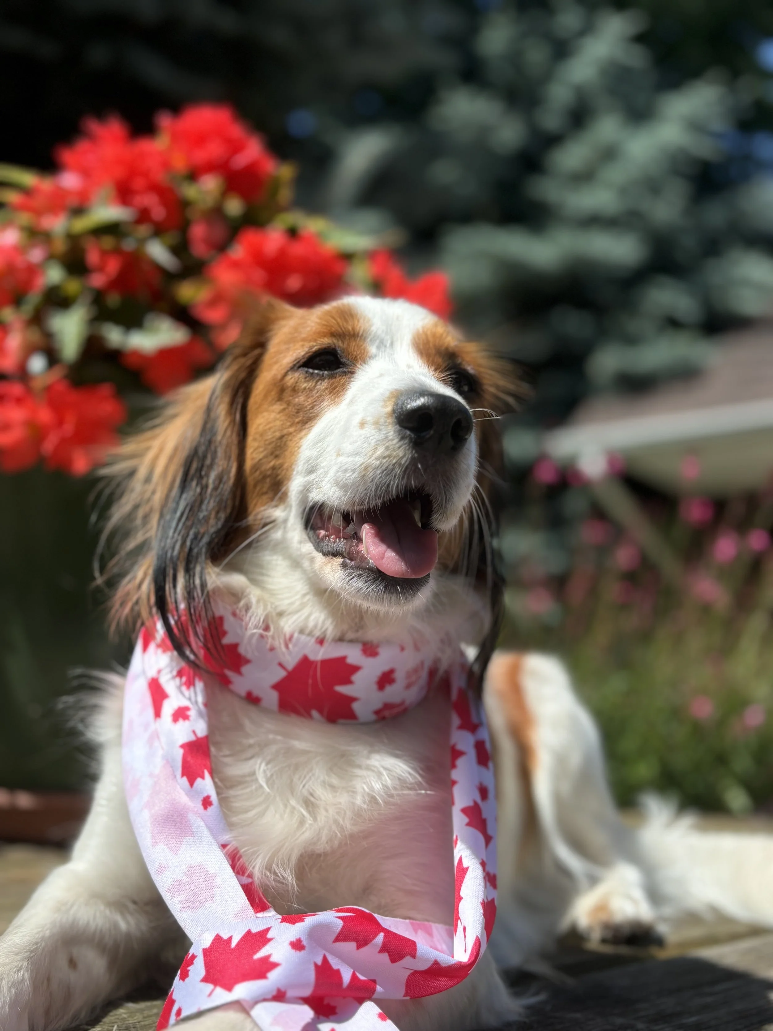 A happy dog laying outdoors with red and pink flowers in the background, wearing a white scarf with red maple leaf pattern.