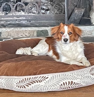 red and white kooiker laying down on a brown matt in front of a fireplace