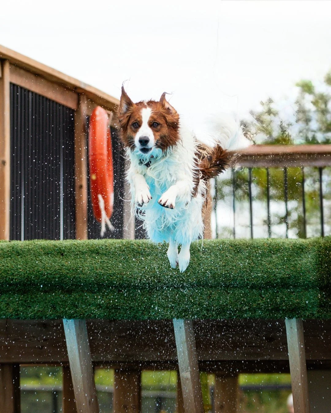 one red and white kooikerhondje dog jumping into the water doing dock diving