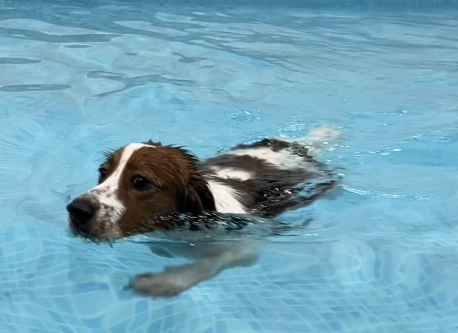 A dog swimming in a blue pool.