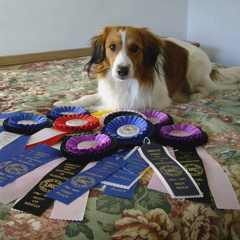 A dog lying on a bed with colorful rosettes and ribbons for a dog show or competition.