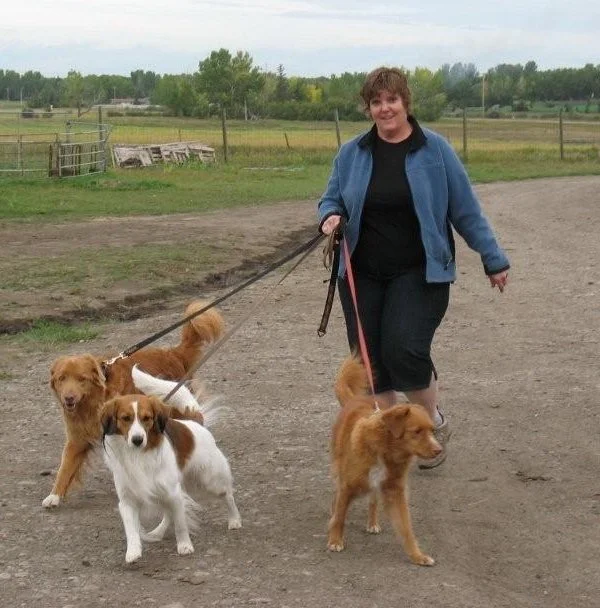 a lady in a blue jacket walking three dogs one is a kooiker
