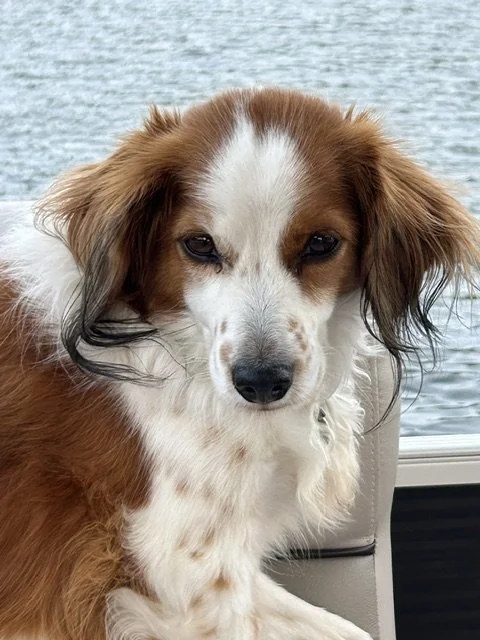 A mature red and white Kooiker looking at the camera with water in the background
