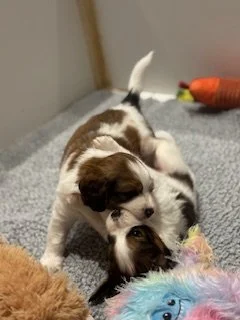 three week old red and white nederlandse kooikerhondje puppies play wrestling