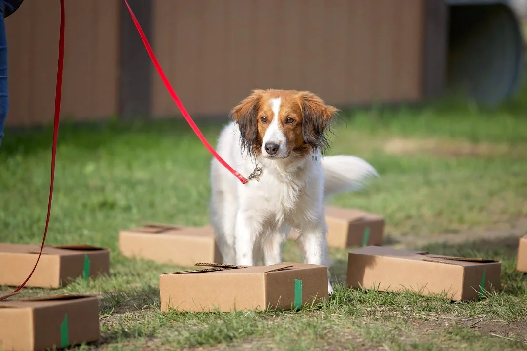 a red and white Kooikerhondje standing in the middle of several cardboard boxes on a long red leash while doing scent work