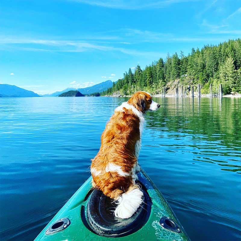 A dog sitting on a kayak on a calm lake, surrounded by green forest and mountains under a blue sky.