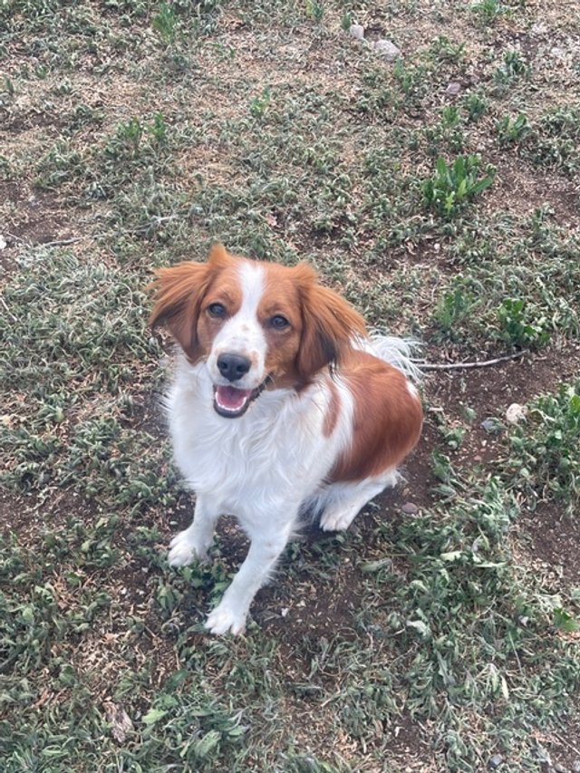 happy kooiker sitting on dirt and grass looking up expectantly at camera