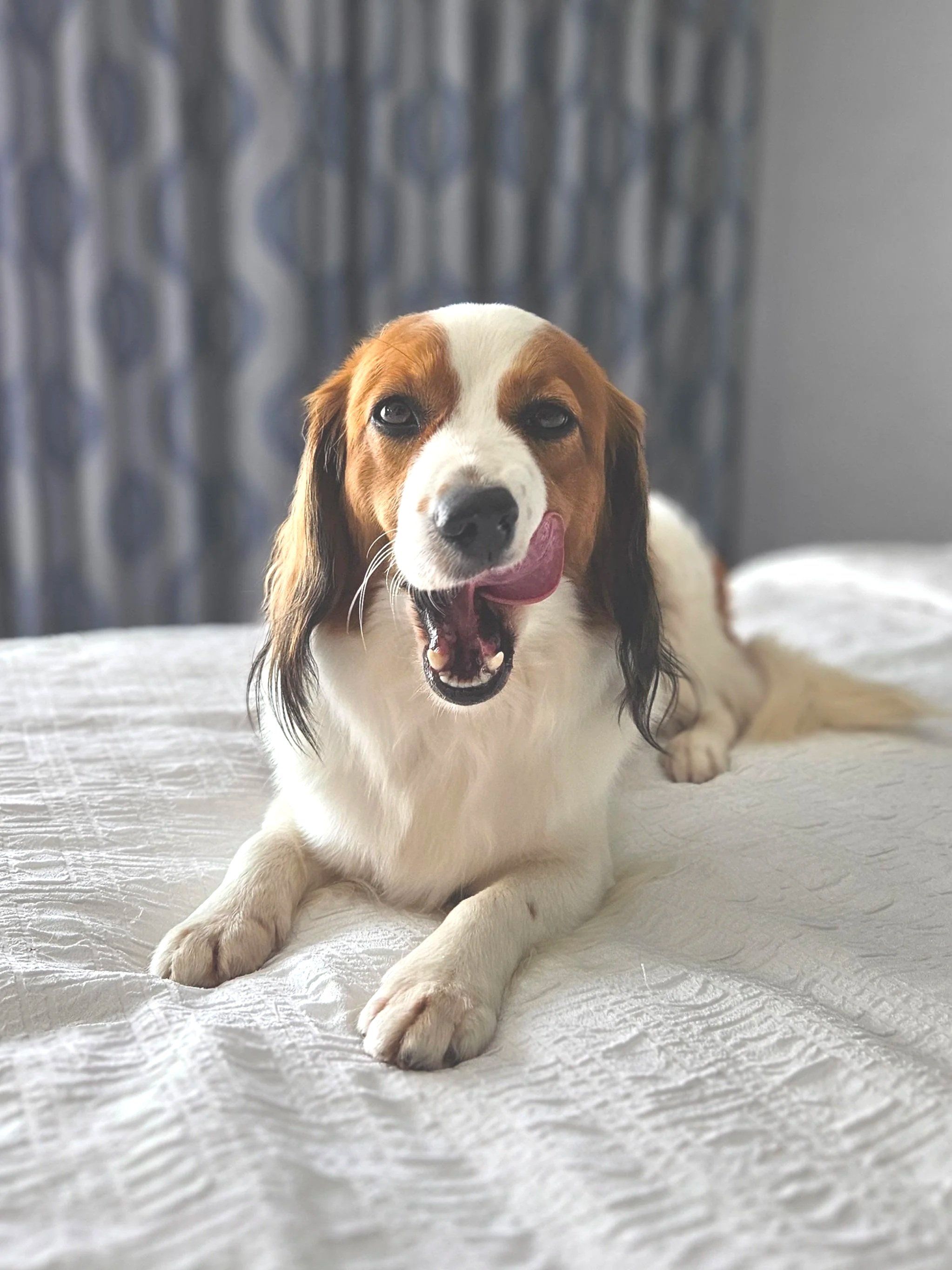 kooiker breed of dog lying upright on a bed looking into the camera while licking its lips.