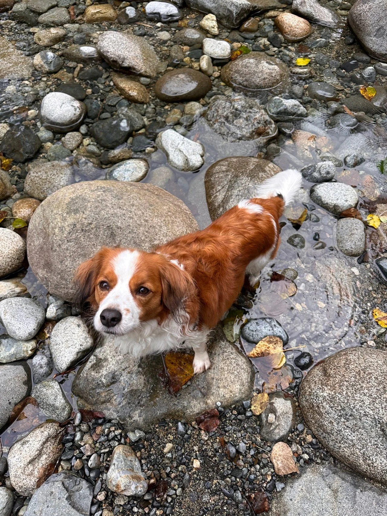 White and red dog wading in a lake