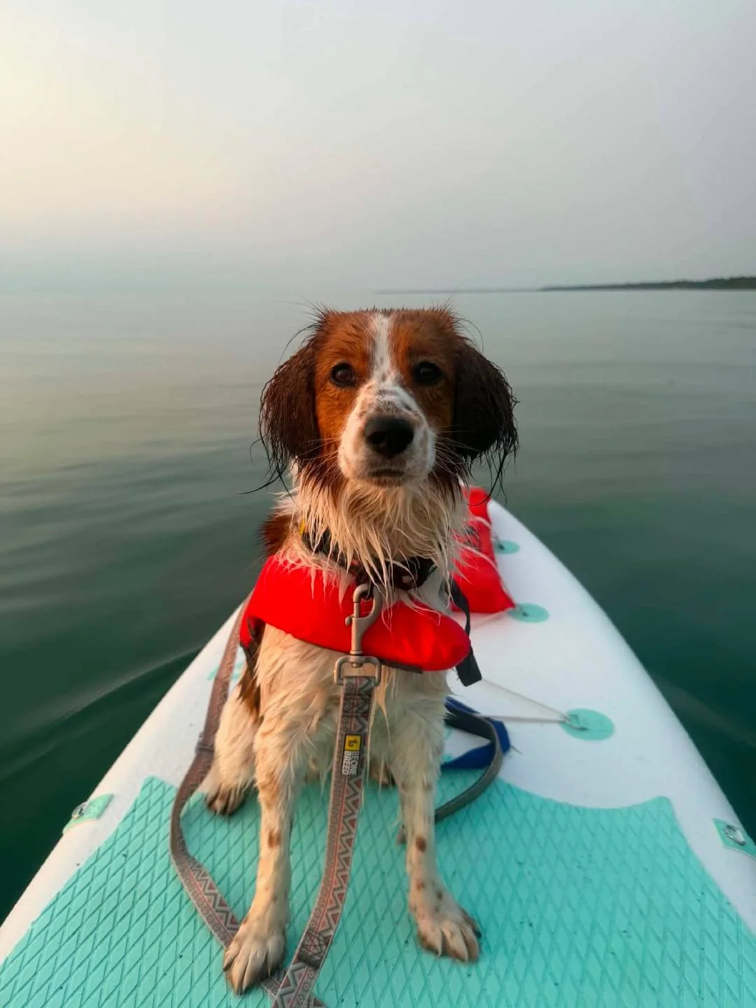 Red and White Kooiker, wearing a life jacket,  on a paddleboard