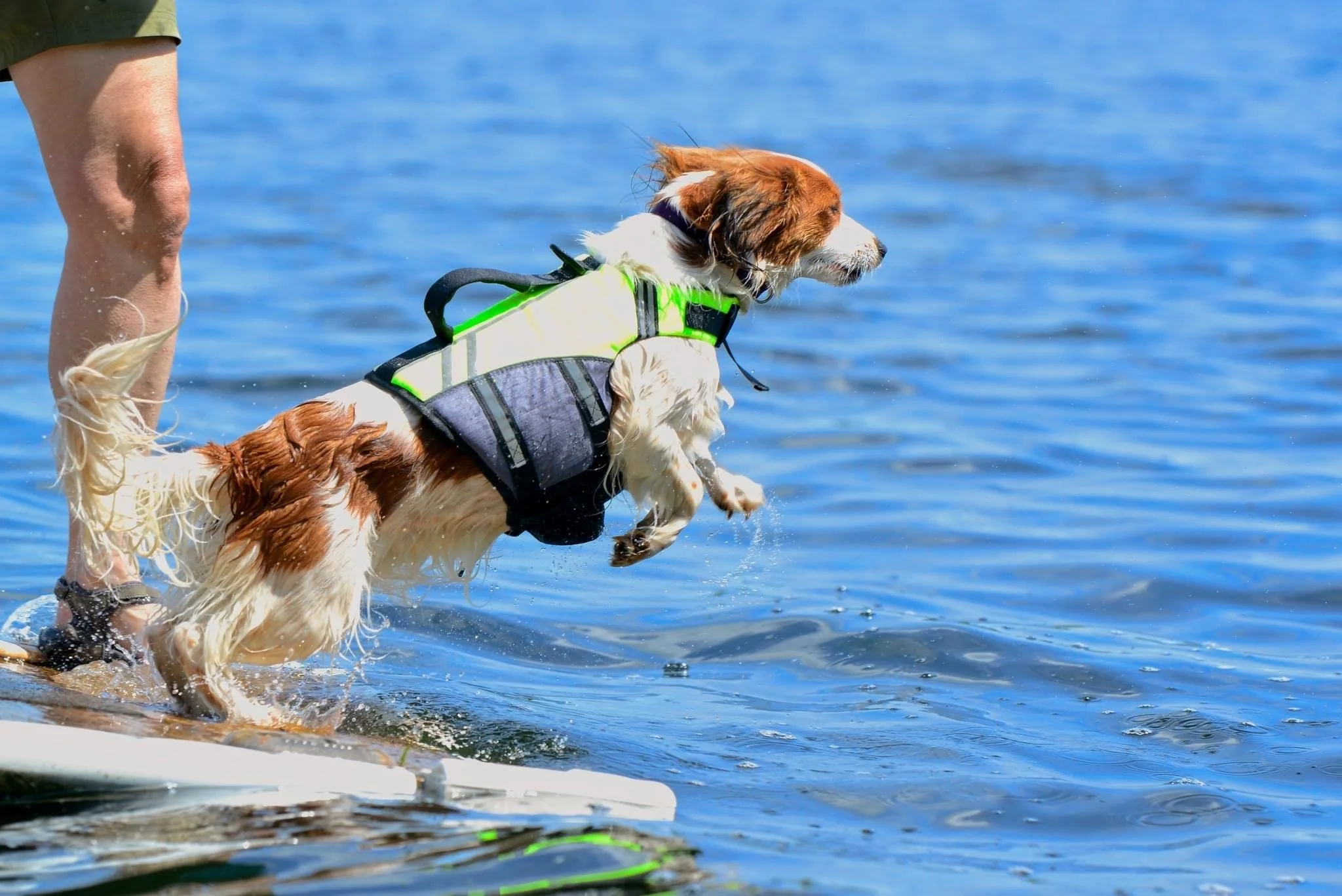Dog wearing a life jacket jumping into water near a person on a dock.