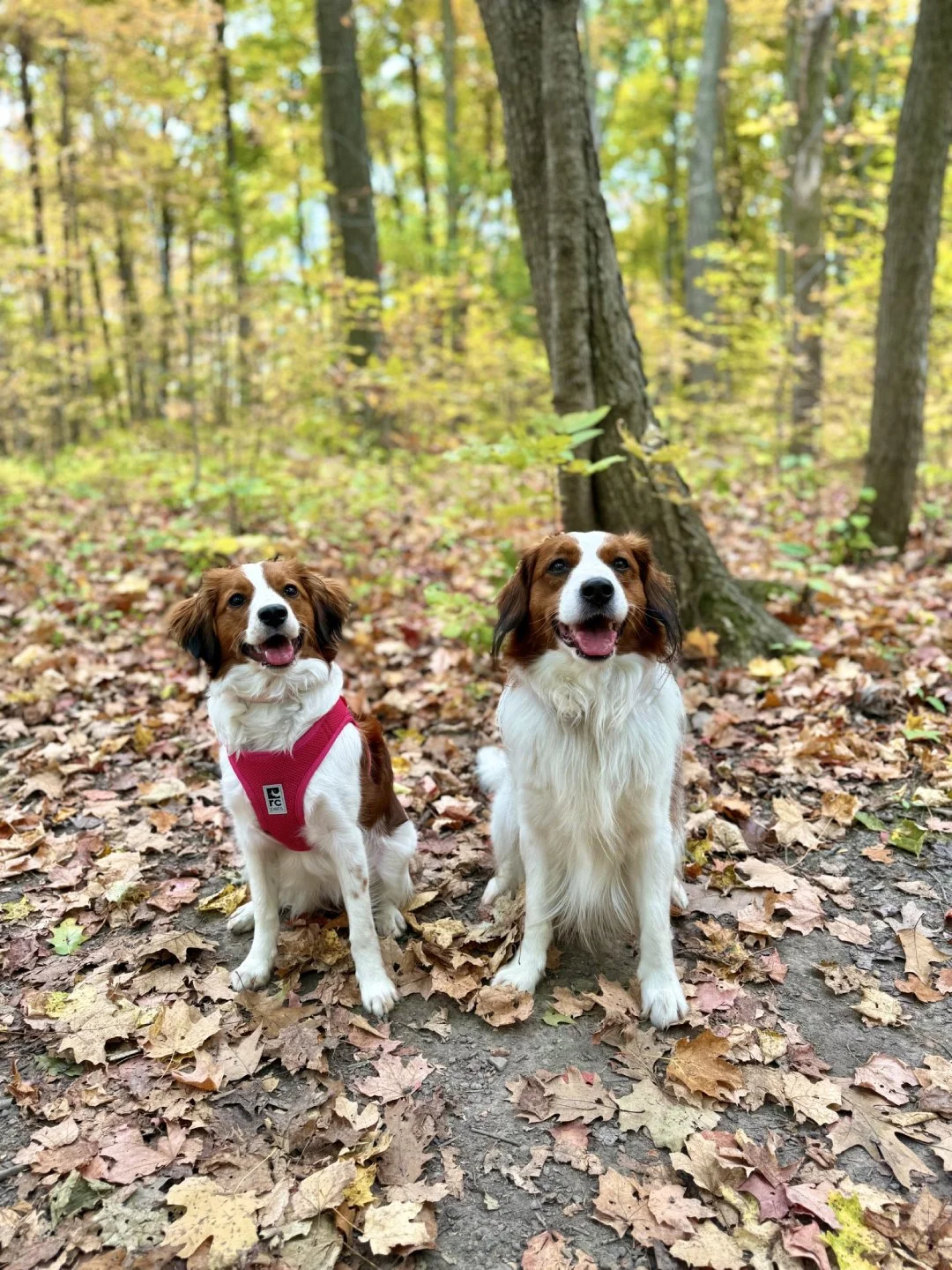 Two red and white Kooiker's posing in the forest during autumn with one wearing a red harness