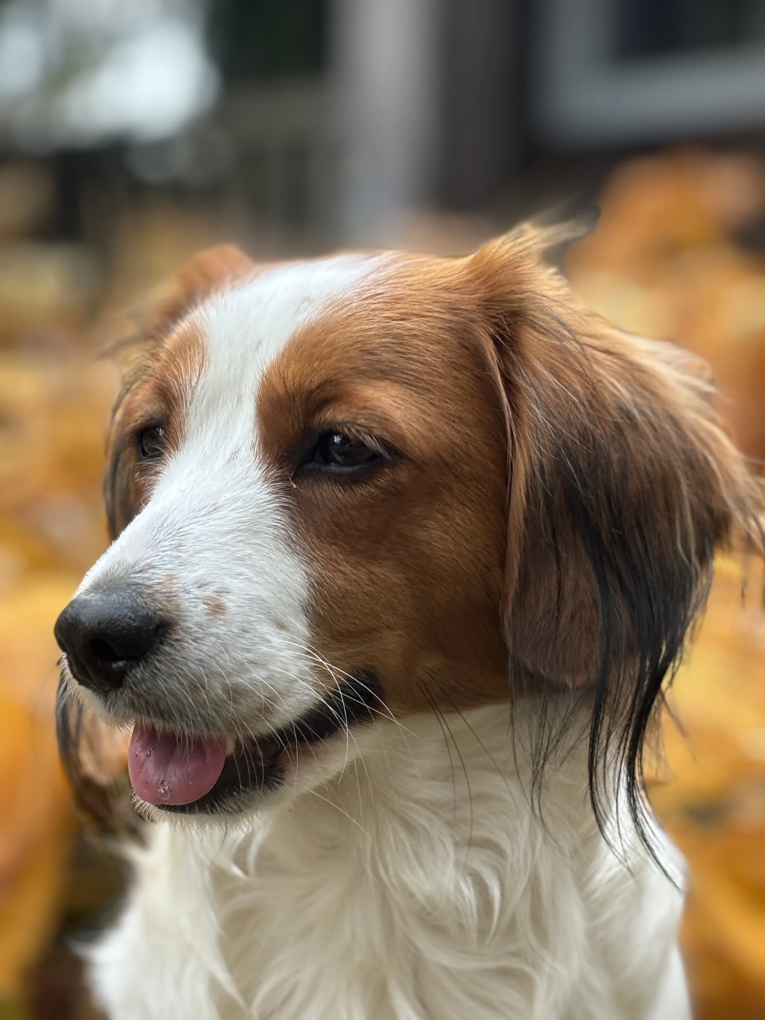 Close-up of a dog with brown and white fur, with a happy expression and tongue slightly out, outdoors surrounded by yellow autumn leaves.