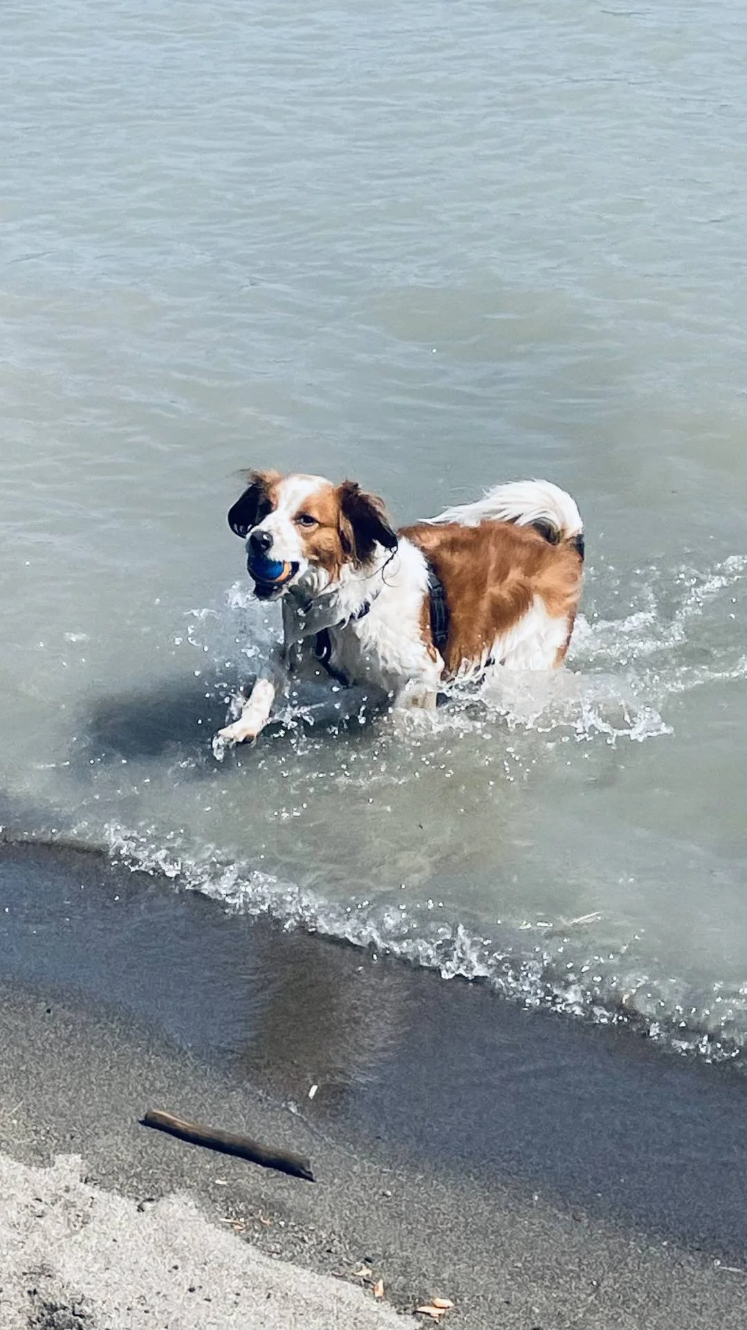 Red and White Kooiker playing in the water
