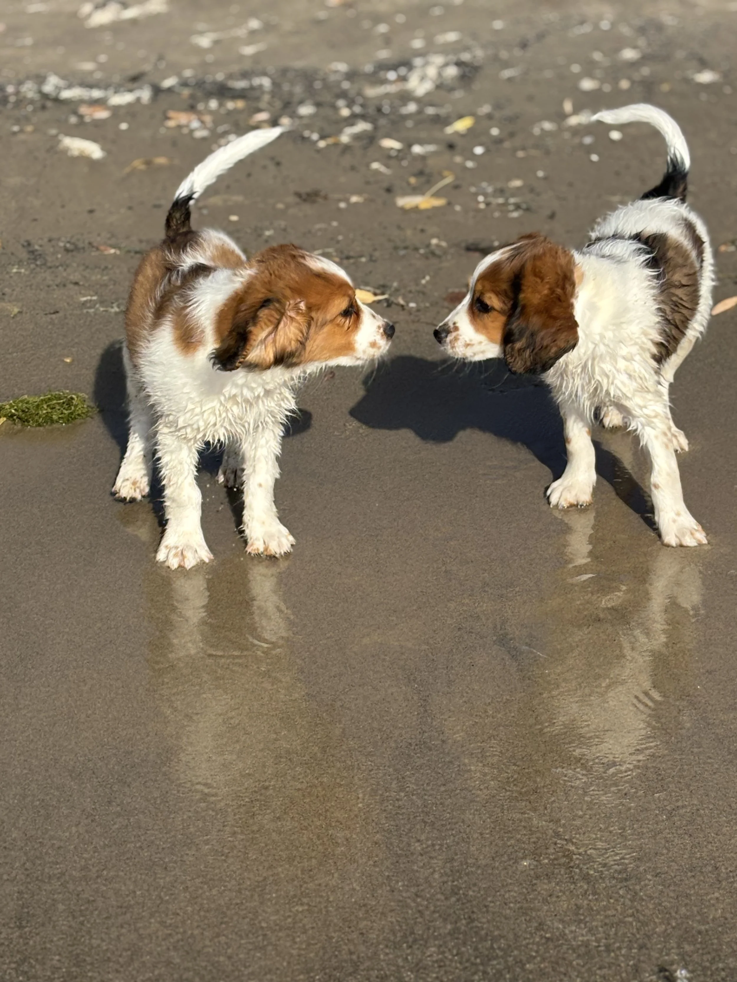 two red and white kooiker puppies standing on a beach nose to nose with white tails in the air