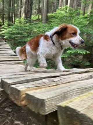 red and white kooiker running over a slatted wooden bridge in a forest with large ferns