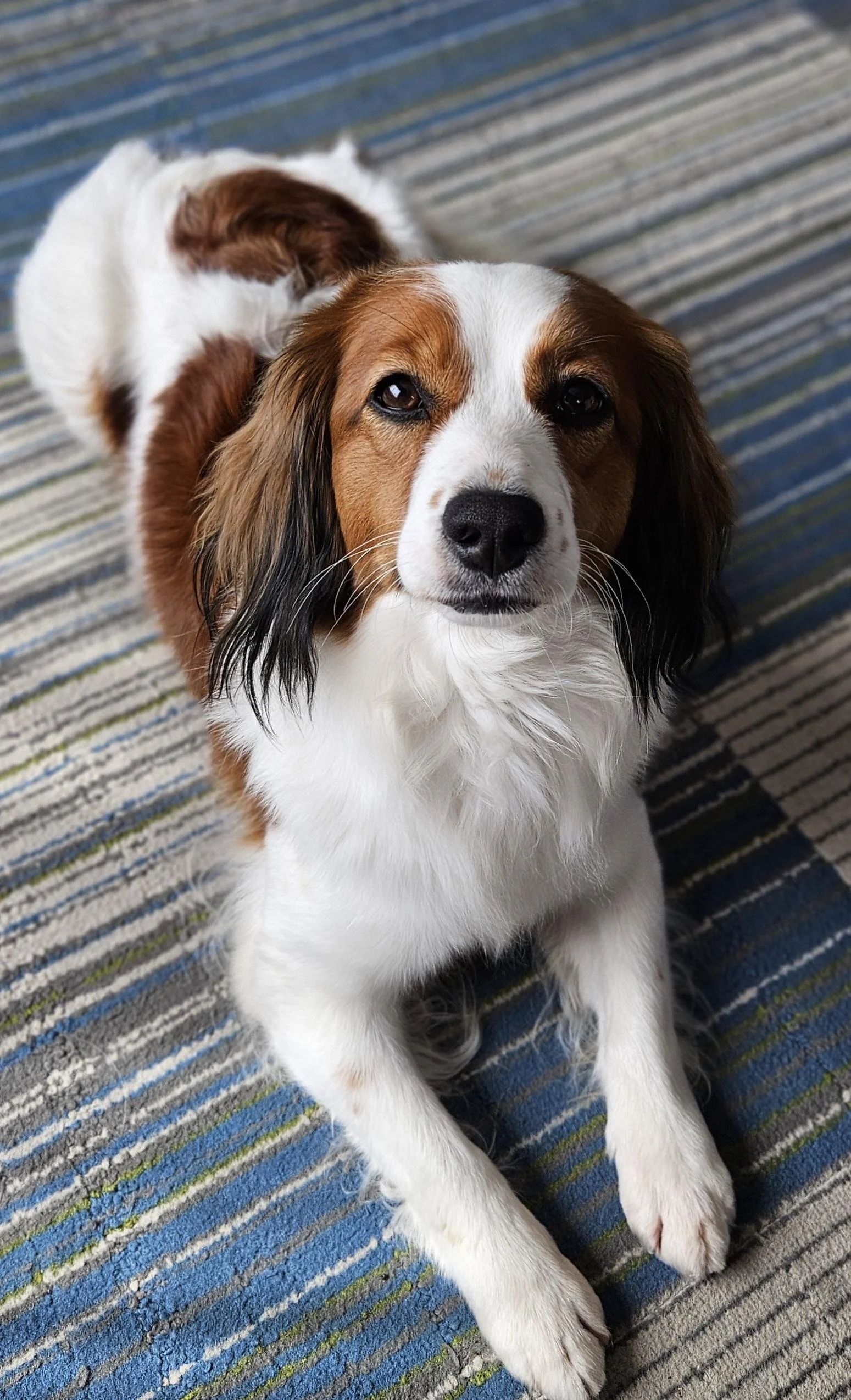 A cute  red and white Nederlandse Kooikerhondje dog with brown and white fur, sitting on a multicolored striped carpet, looking up at the camera.