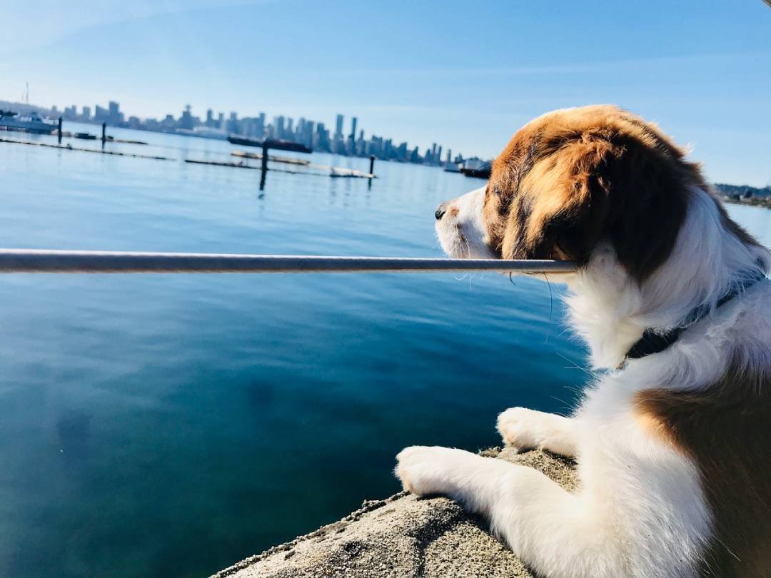 Red and white Kooiker looking at the water along a bridge, with the city skyline in the background