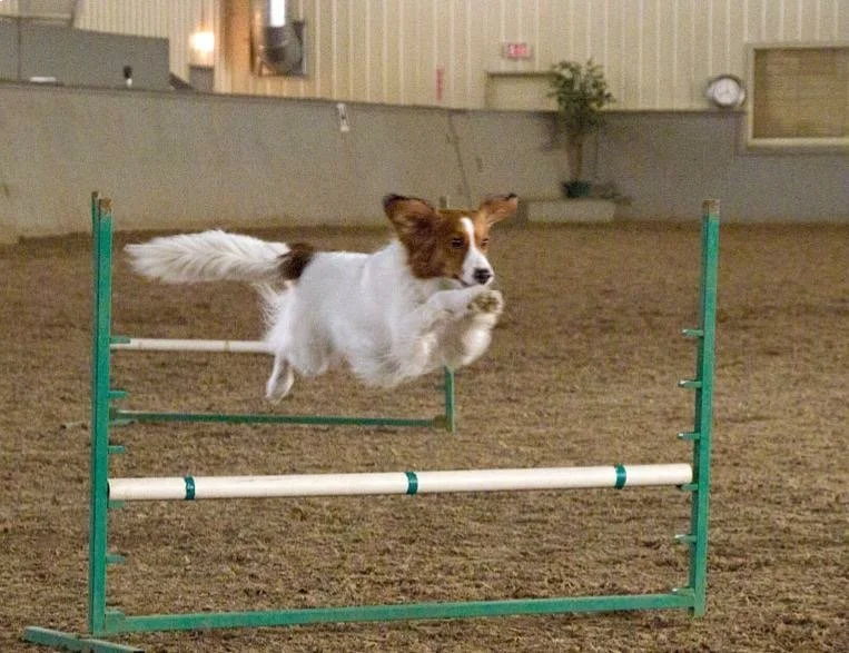 red and white kooikerhondje jumping over and soaring through the air over an agility jump