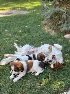 two young red and white kooiker puppies playing with an older dog that is laying upside down