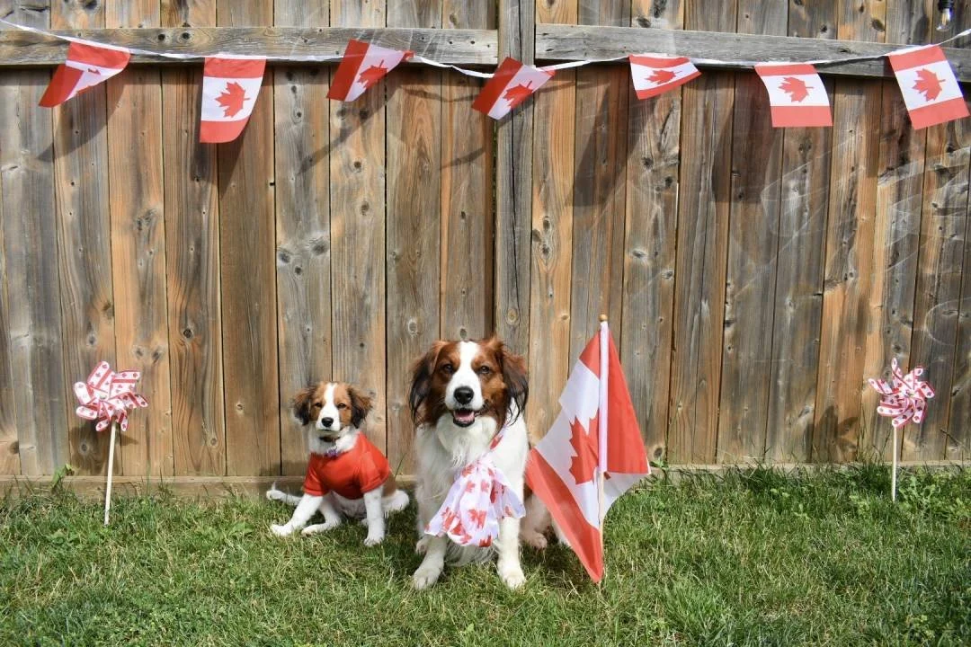 A red and white Kooiker puppy wearing a red sweater and an adult red an white Kooiker wearing a Canada themed scarf, with Canada flags in the background
