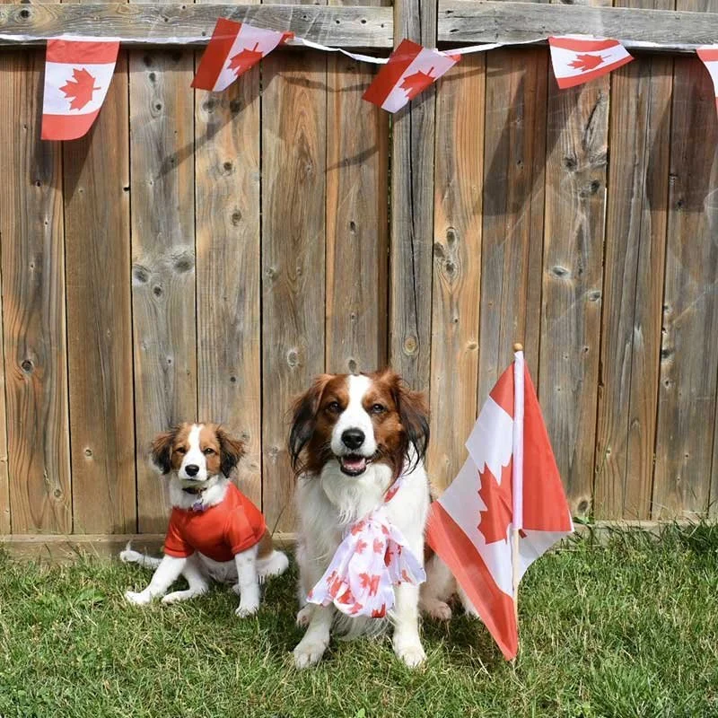 Two dogs sitting on grass in front of a wooden fence, decorated with Canadian flags and bunting for Canada Day celebration.