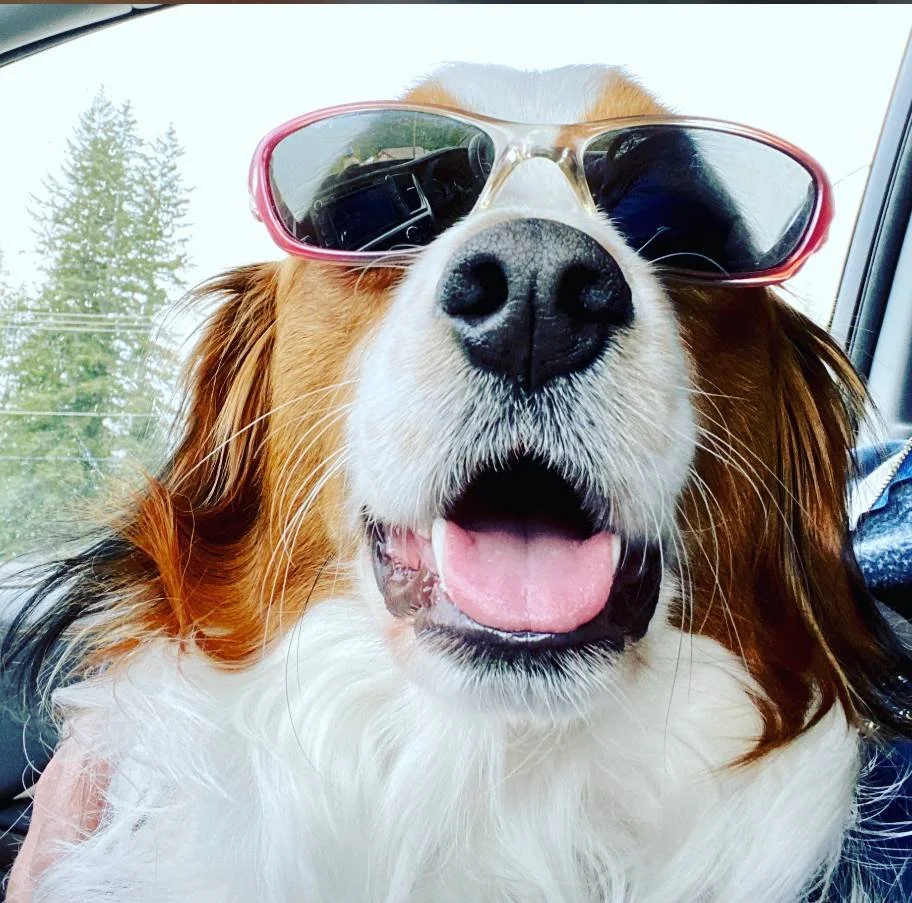 A headshot of a red and white Kooiker wearing sunglasses