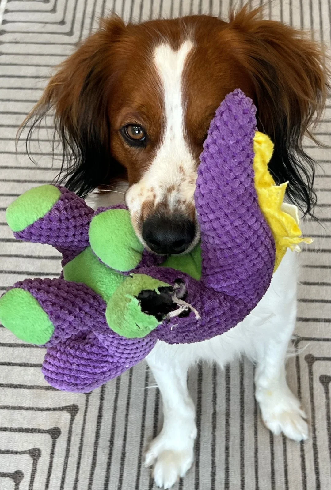 kooikerhondje looking up at camera while holding a purple and yellow dragon toy that he has been chewing on