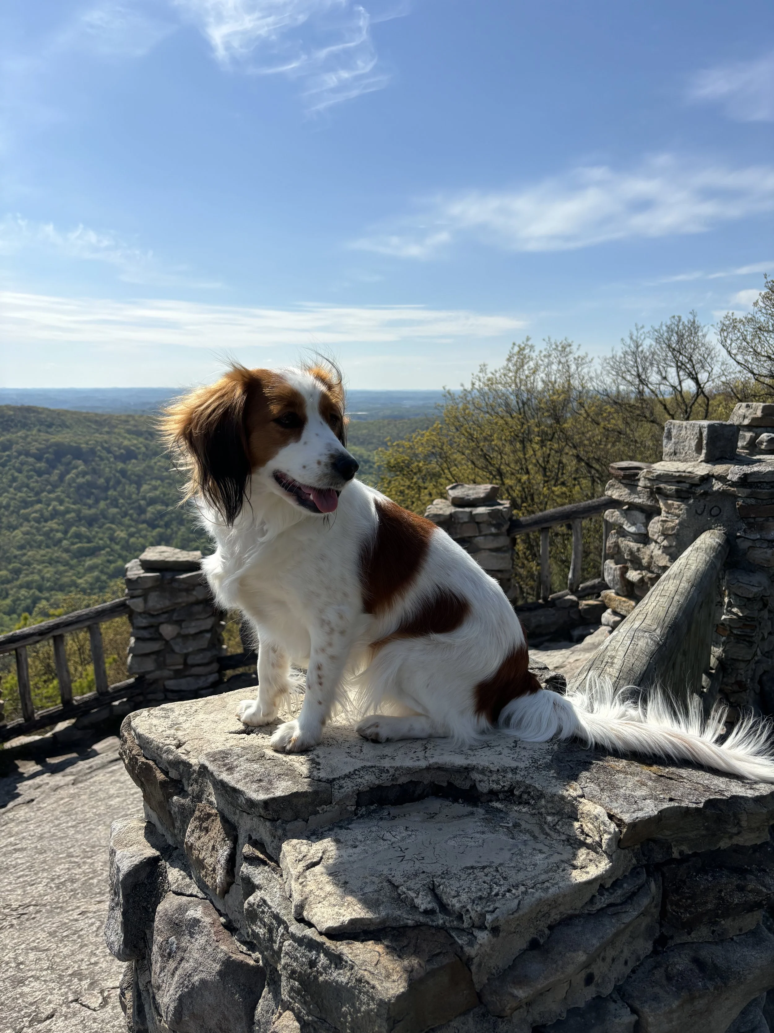A Kooiker with brown and white fur sitting on a large rock in West Virginia with a scenic background of trees, hills, and a blue sky with clouds.