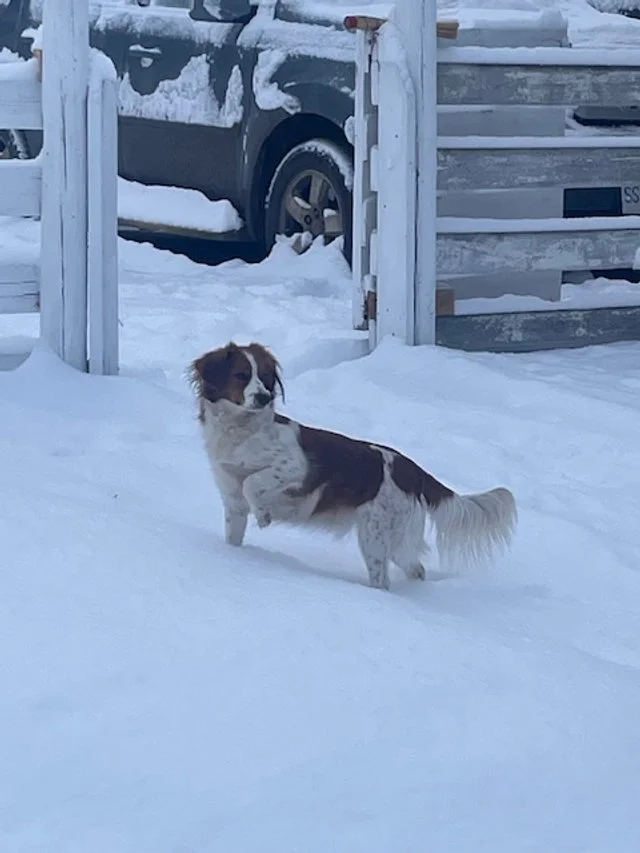nederlandse kooikerhondje standing at attention full sideways view with one frong leg raised in a snow bank