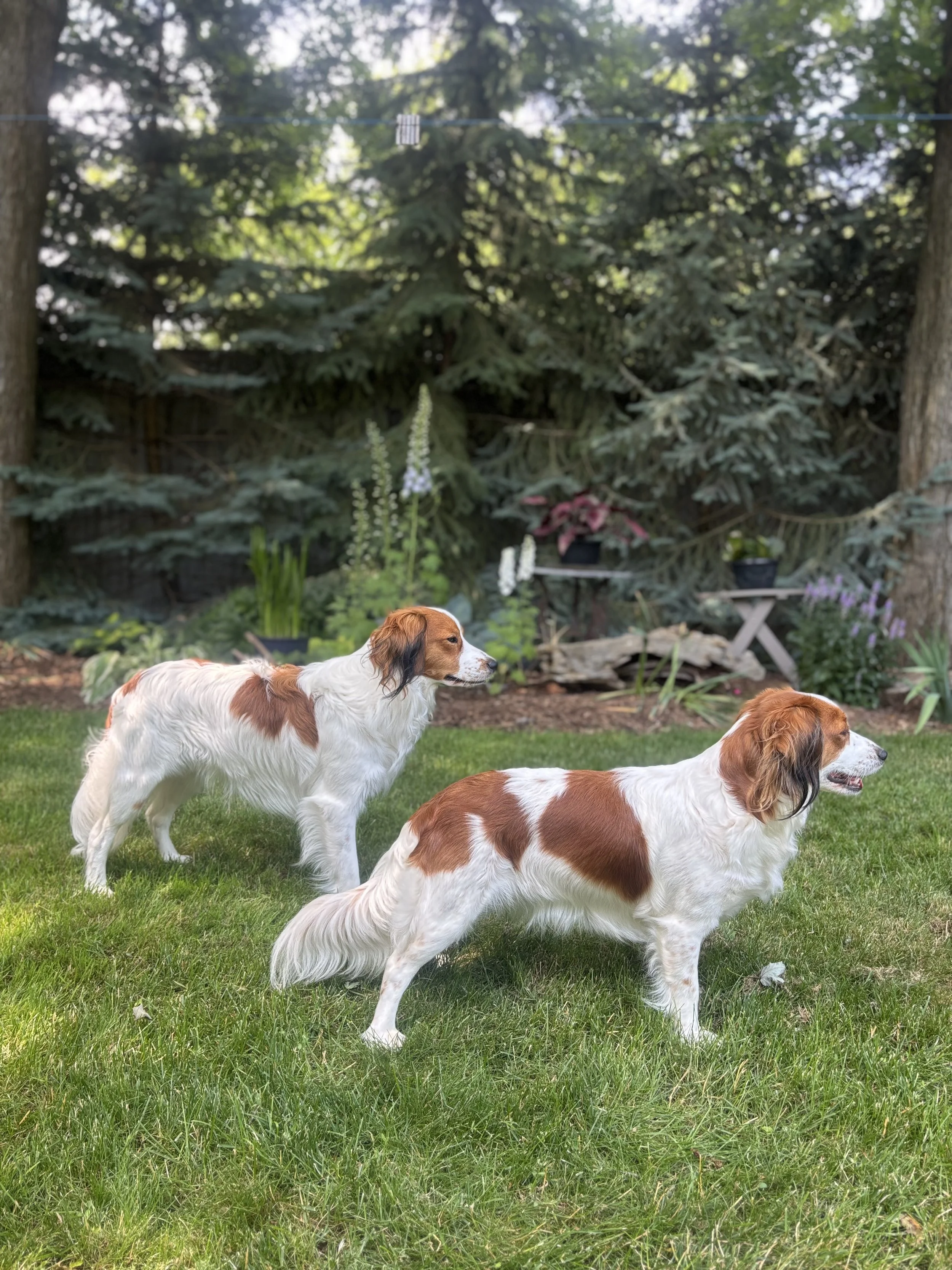 male and female kooiker standing on grass  in front of trees showing size difference