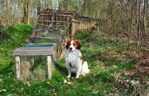 Brown and white dog that is a Kooiker sitting on grass in front of an actual eendekooik in the Netherlands