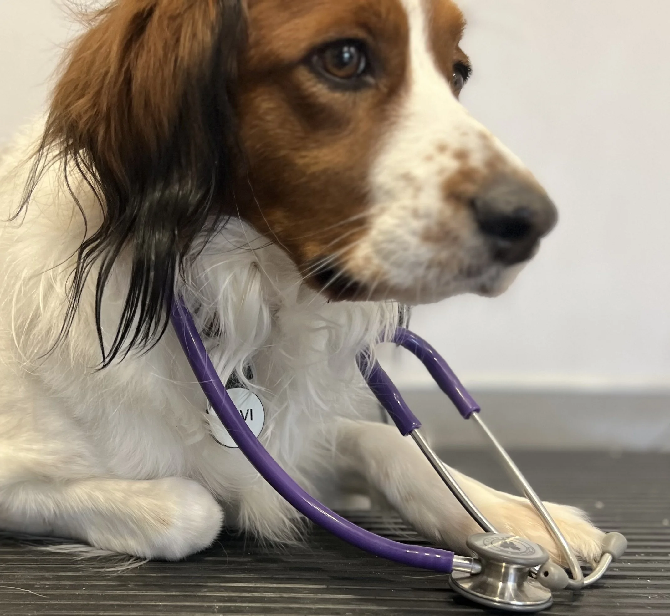 nederlandse kooikerhondje laying down on a vet table with a purple stethoscope around his neck