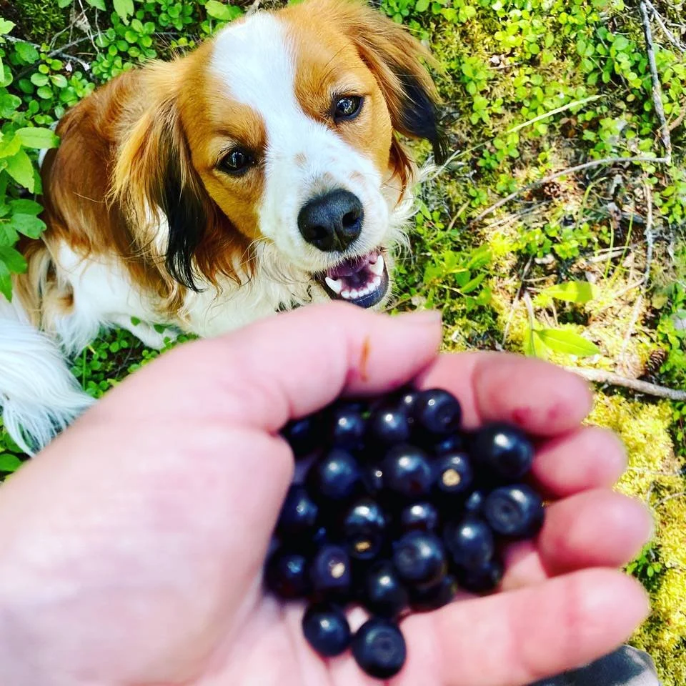 Red and white Kooiker looking at berries in a person's hand
