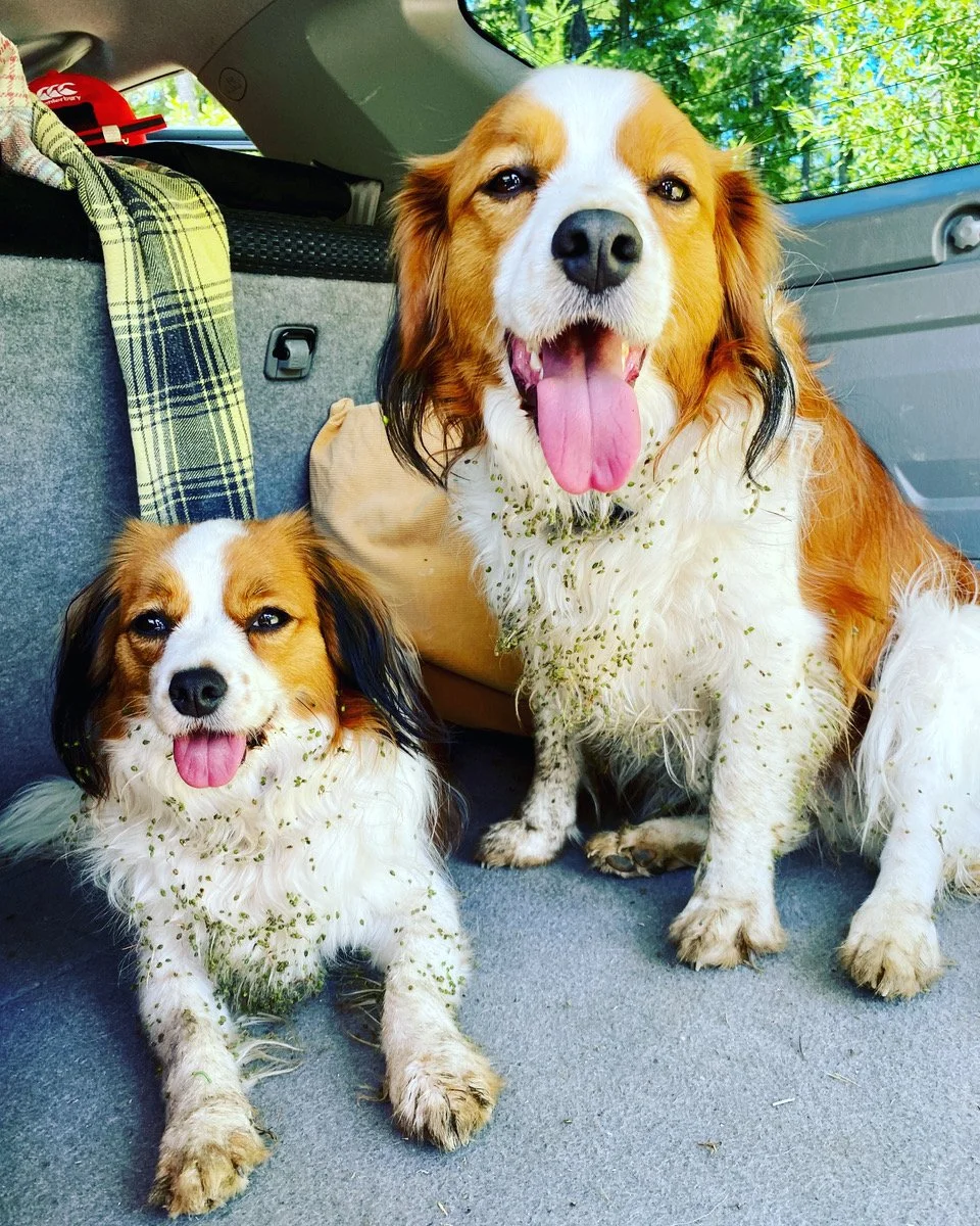 Two dirty  red and white Kooikers sitting inside a vehicle, smiling with their tongues out, surrounded by green trees visible through the window.