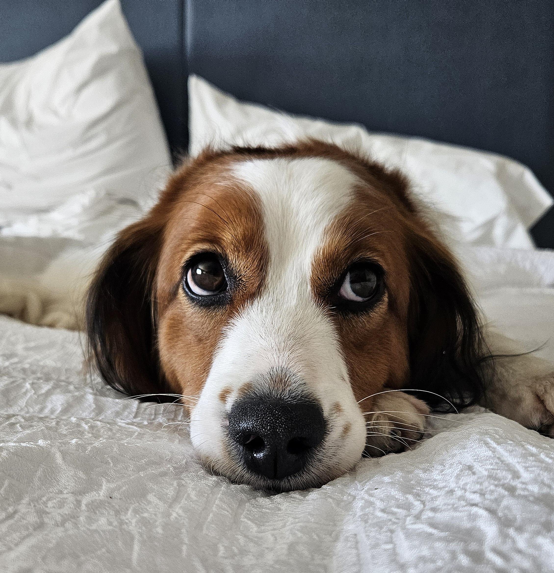 head shot of nederlandse kooikerhondje lying on a white bed with pillows in the background showing very expressive eyes