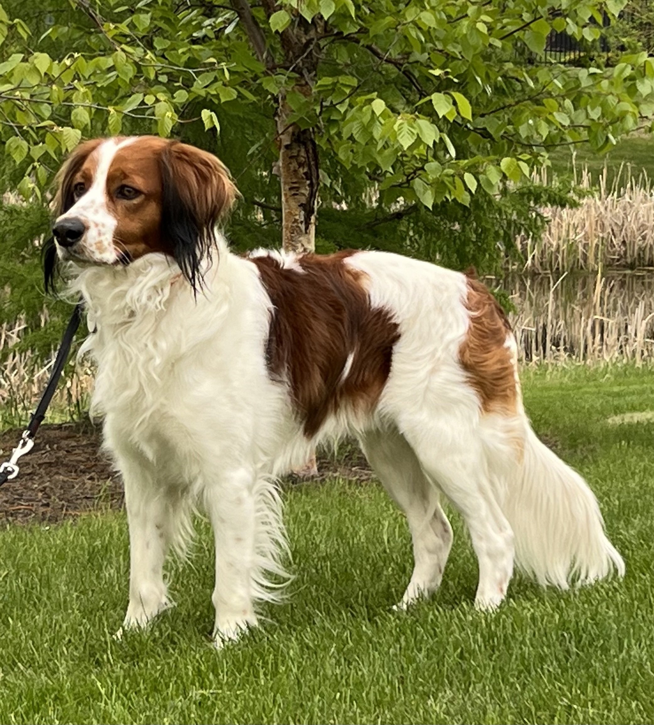 red and white adult Nederlandse Kooikerhondje dog standing on a grassy lawn near a tree with green leaves.