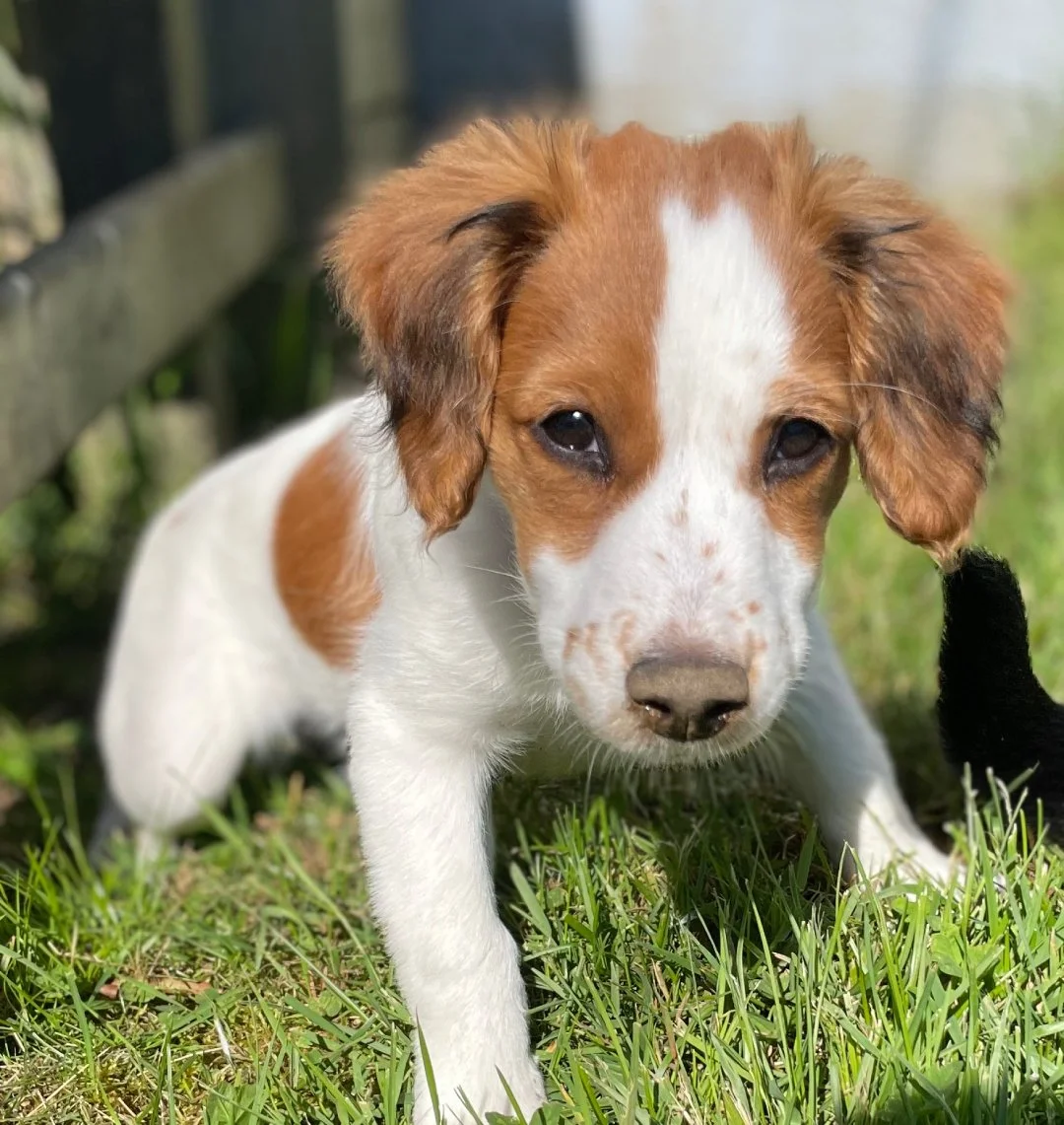 a very small nederlandse kooikerhondje puppy looking closely into the camera while standing in green grass